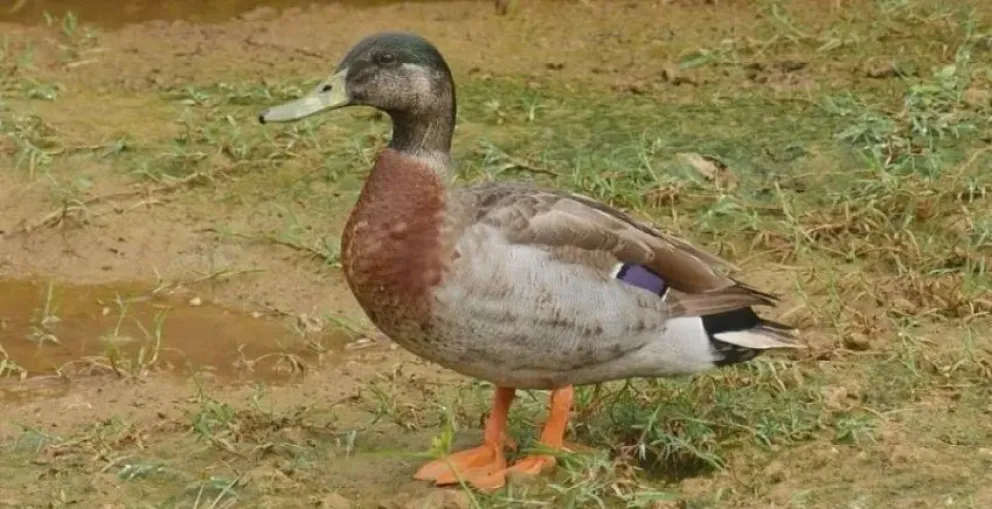 Video: un pato “cayó preso” en Puerto Madryn y tuvieron que retirarlo de la comisaría