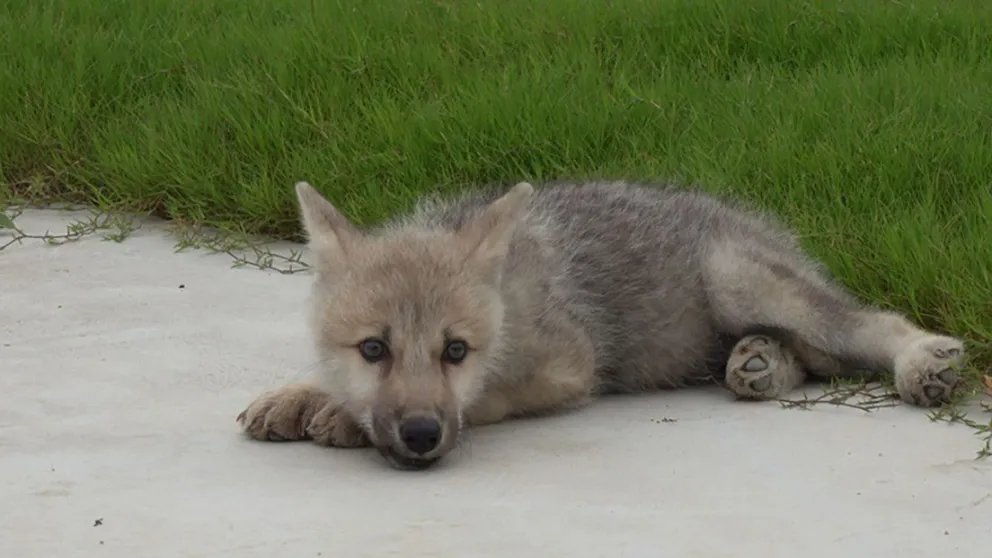 Histórico: nació el primer ejemplar clonado de un lobo ártico 