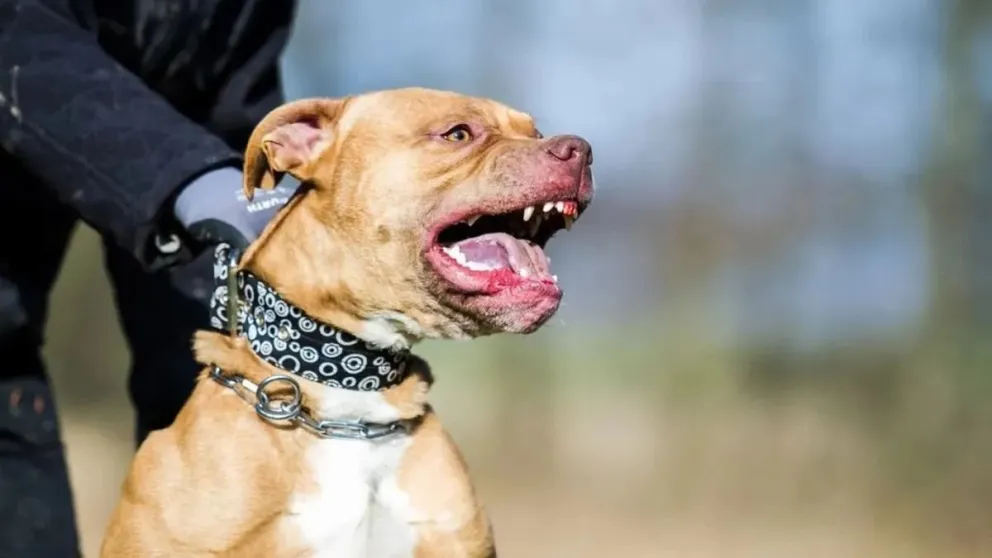 Un pitbull entrenado para cazar mató a una menor de 10 años