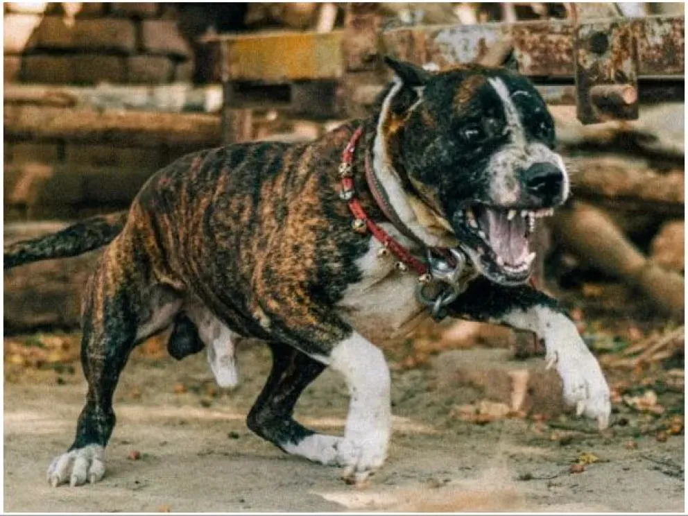Detuvieron al dueño del pitbull que mató a la nena de 10 años y será imputado por “homicidio culposo”