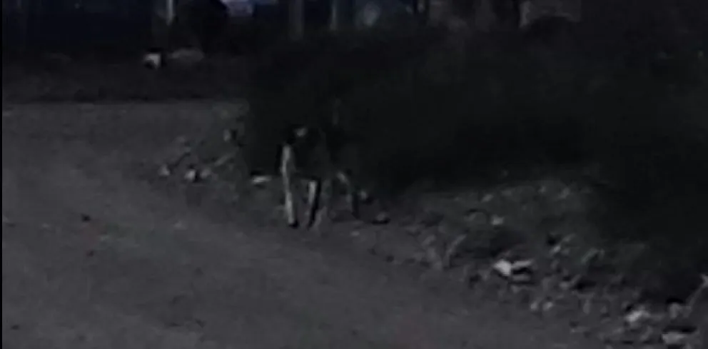 Vecinos de El Frutillar preocupados por la cantidad de perros peligrosos sueltos en la vía pública