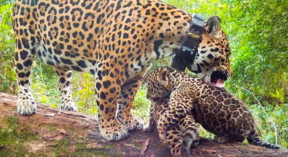 Esteros del Iberá: dos yaguaretés nacieron y ya hay 12 animales silvestres en el área