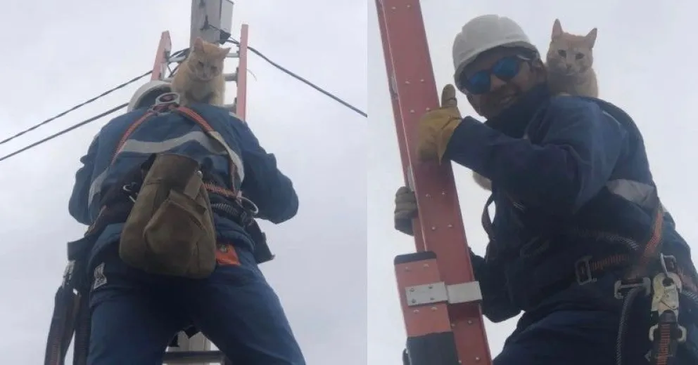 Las tiernas imágenes del operativo rescate de un gatito en el Barrio 170 viviendas