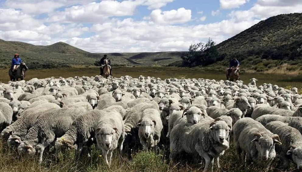 Nación liberó los fondos para la producción ovina