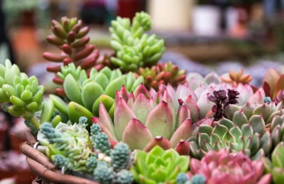 Feng Shui: estos son los cactus que atraen la buena suerte
