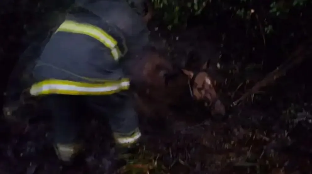 Cerro Amigo: Bomberos Voluntarios rescataron a una yegua preñada que había caído en un pozo