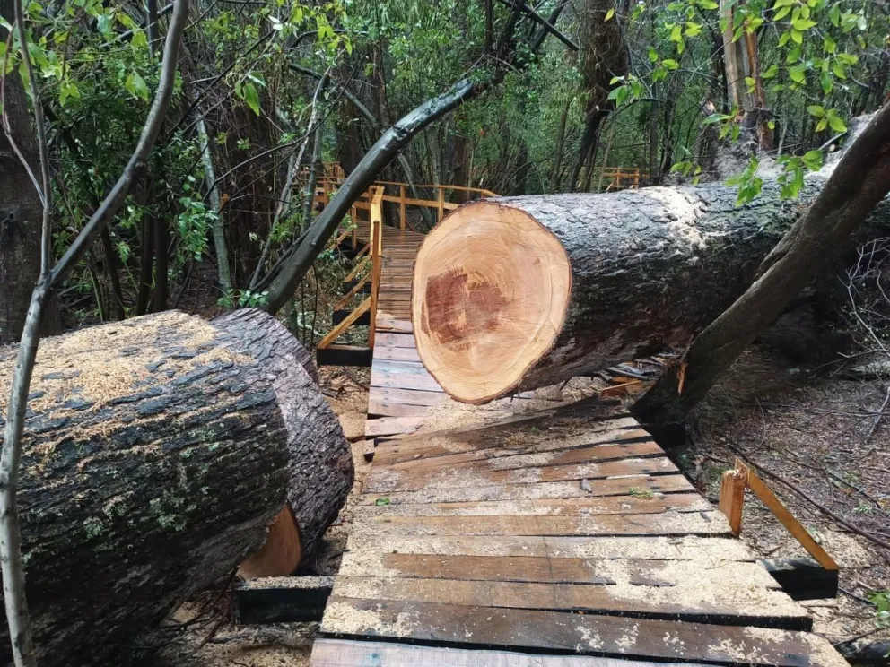 Selva Triste: a un mes de la caída del árbol, así se encuentra el sendero
