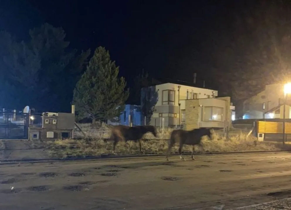 La propietaria de los caballos sueltos en la ruta acumula 10 infracciones del municipio