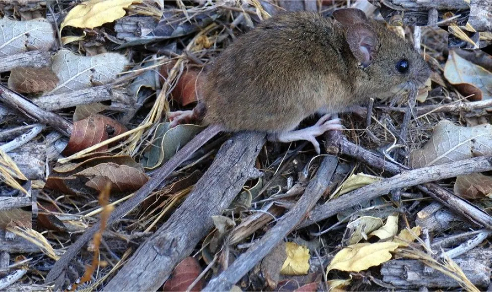 Murió un hombre en Bariloche con síntomas compatibles con hantavirus 