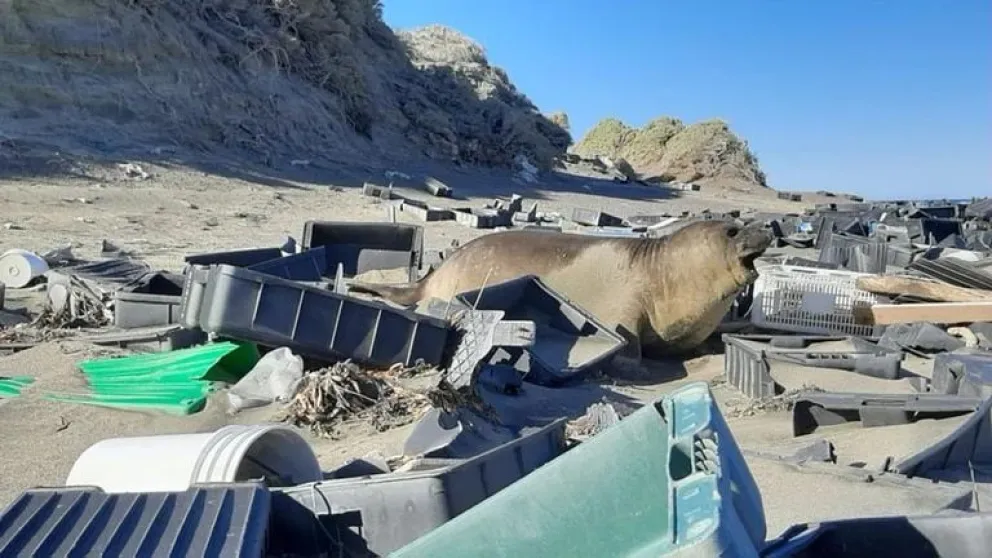 Península Valdés: preocupa la cantidad de basura que rodea a los animales en las costas 