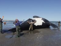 Ya son nueve las ballenas muertas en la costa de Chubut