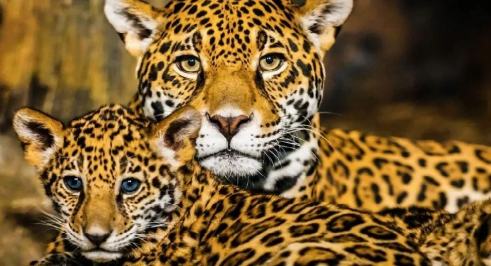 Día Mundial de los Animales: por qué se conmemora cada 4 de octubre