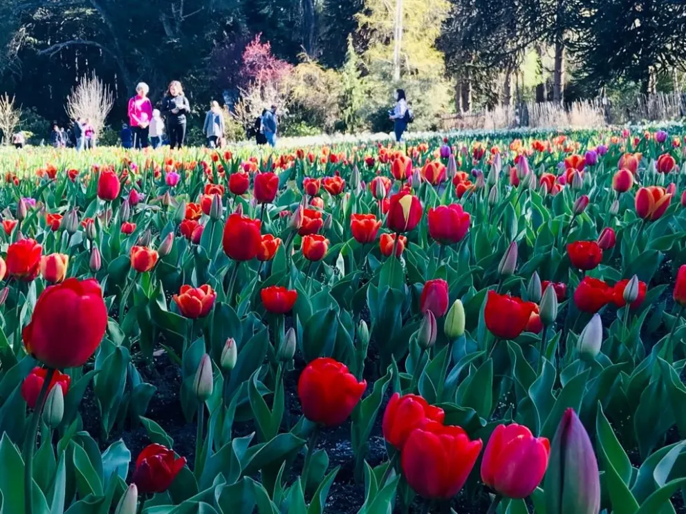 Temporada de tulipanes: cuándo florecen y dónde podemos ir a verlos