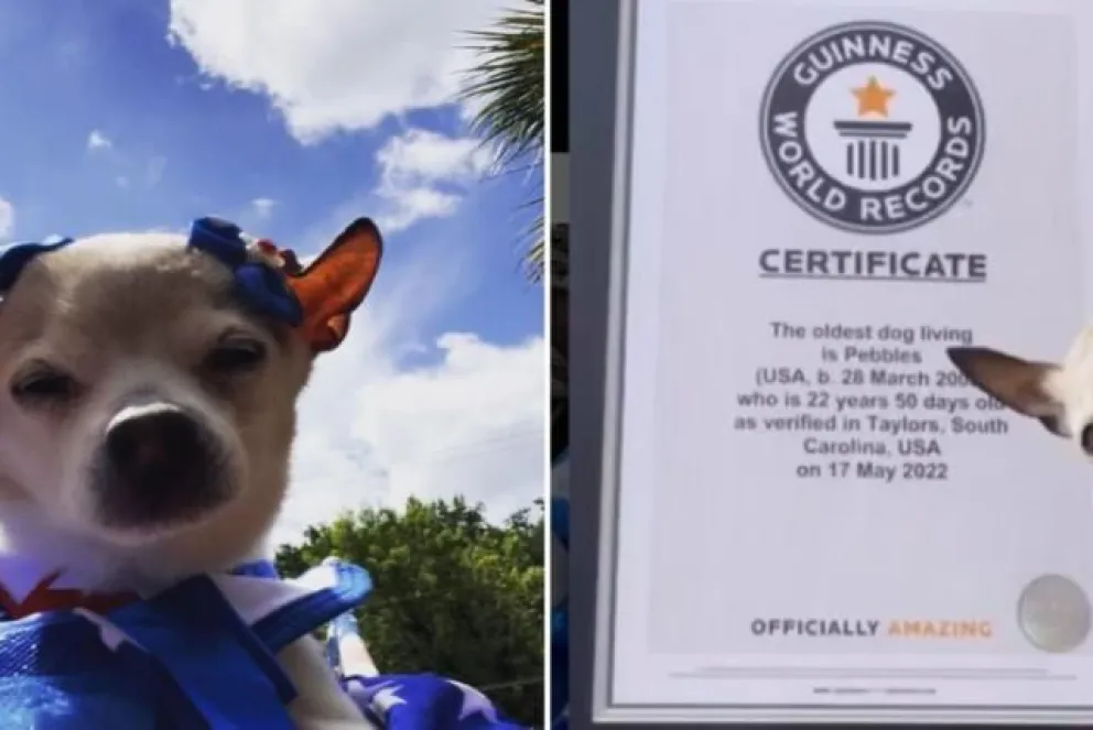 Murió Pebbles, la perrita más vieja del mundo a sus 22 años