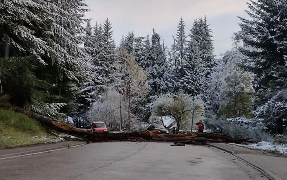 Por el viento, cayó un árbol en pleno boulevard Nahuel Huapi y provocó un corte de luz