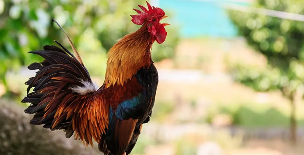El canto de un gallo