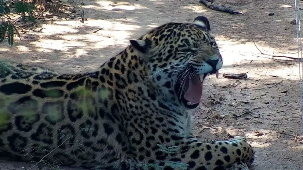 Buenas noticias: especies en peligro de extinción vuelven a habitar el Parque Nacional El Impenetrable