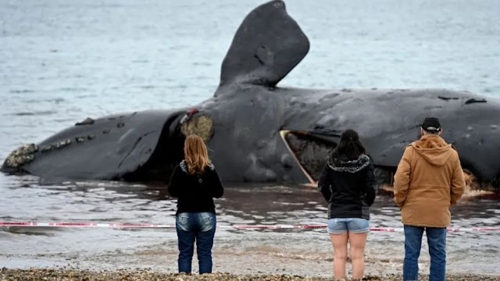 Ya suman 18 las ballenas muertas en Chubut