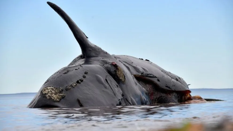 Confirman la causa de muerte de las 30 ballenas de Península Valdés