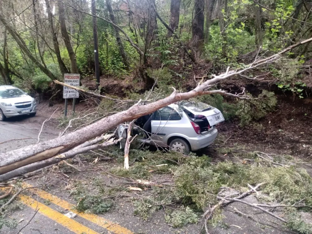 Un árbol cayó sobre un vehículo en Circuito Chico y el municipio cerró el tránsito en la zona