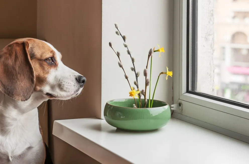 Consejos para cuidar la salud de los perros que viven en departamentos