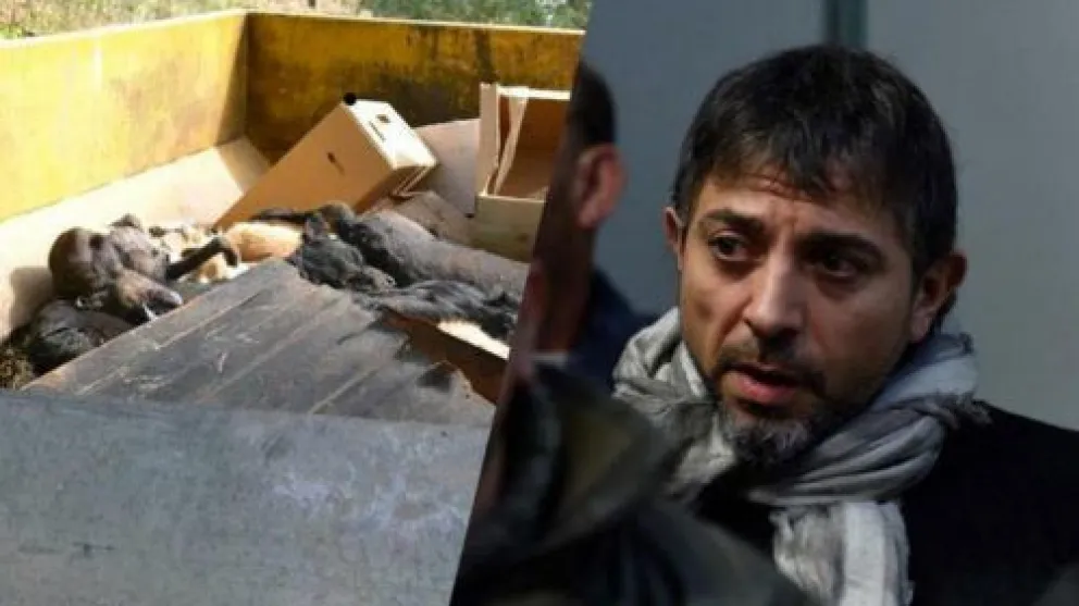 Exintendente fue condenado a 4 años de prisión por matar a más de 200 perros con albóndigas envenenadas