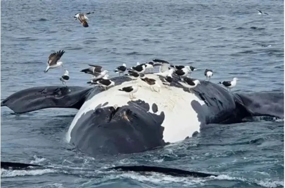 Preocupación máxima en Península Valdés: ya son 30 las ballenas halladas muertas