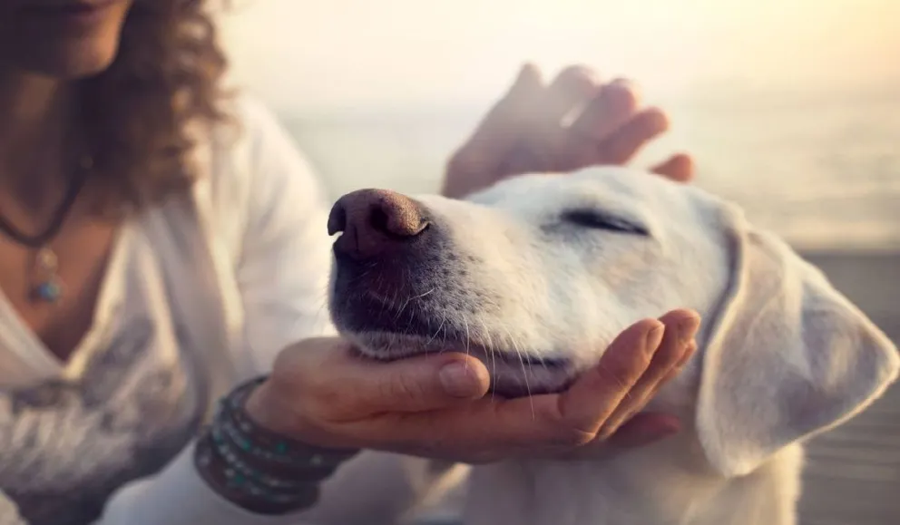 ¿Los perros lloran de alegría?: esto descubrieron científicos japoneses