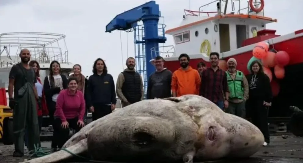 Portugal: hallaron un pez luna que pesa casi 3000 kilos y mide más de tres metros 
