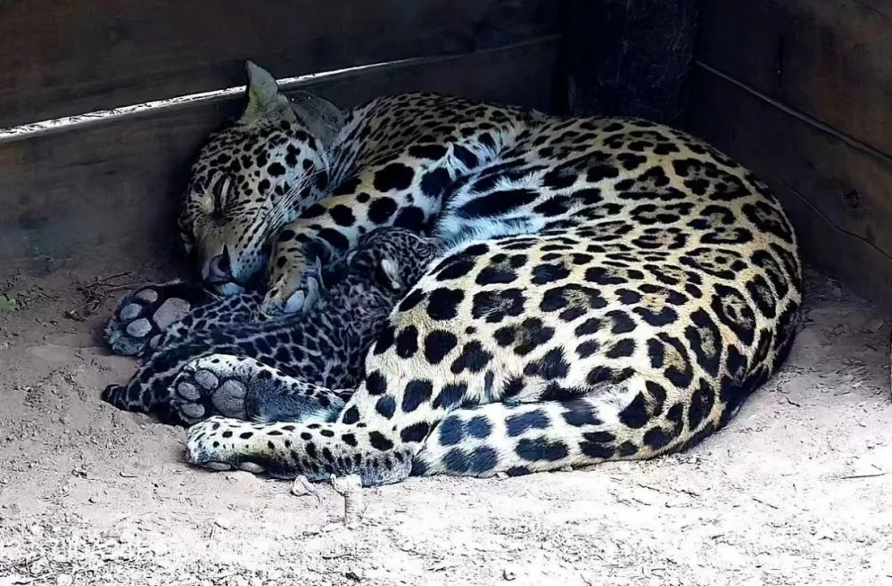Protegiendo a la especie: nacieron dos yaguaretés en el Parque Nacional El Impenetrable