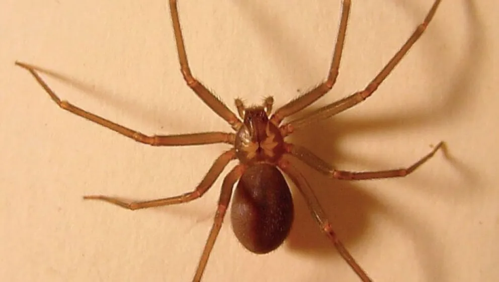 Araña del rincón: cómo reconocerla y qué hacer en caso de picadura