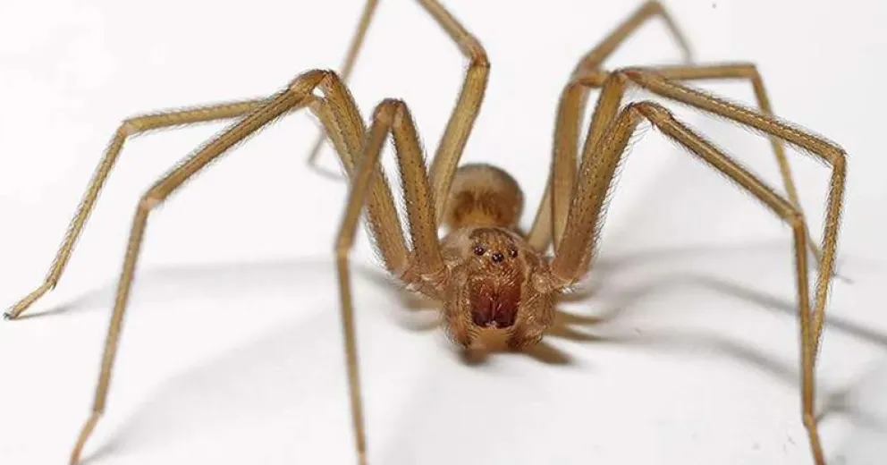 Araña de rincón: alertan sobre la importancia de la consulta rápida ante una picadura
