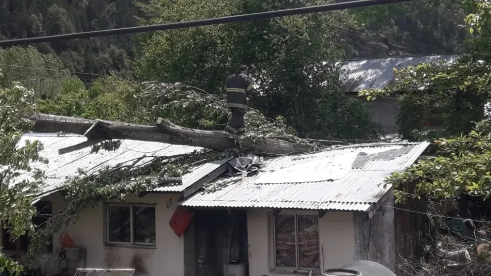 Por el temporal de viento cayó un árbol sobre el techo de una casa