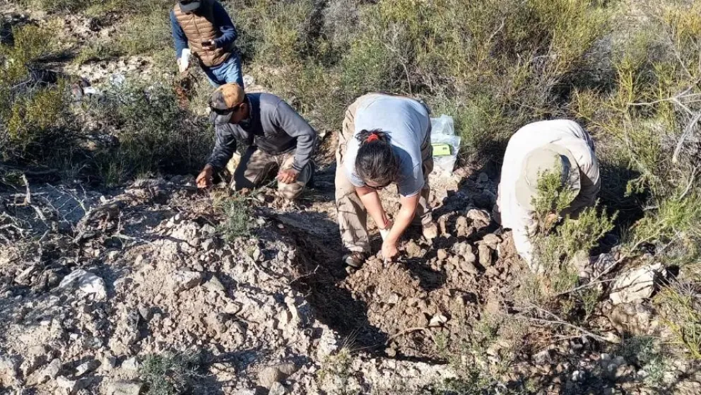 Hallaron el fósil de un mamífero litopterno