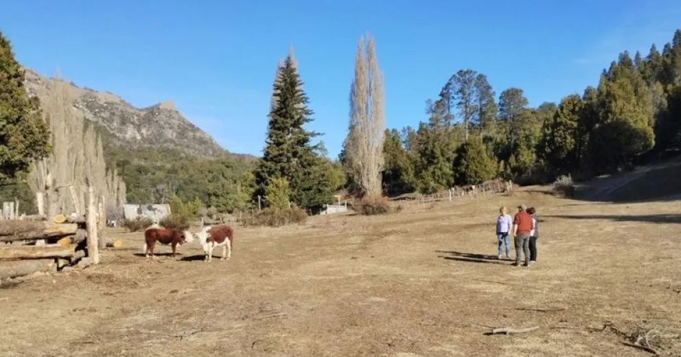 Denuncia penal contra personal de Parques Nacionales por destruir un bosque nativo  