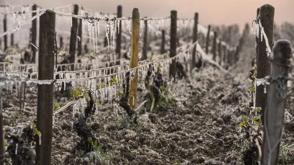 Heladas tardías: el Gobierno anunció medidas de emergencia para el complejo frutícola
