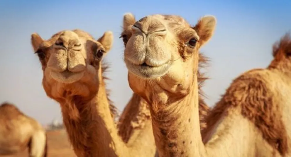 Alerta en Qatar por el letal "virus del camello": de qué se trata y cuáles son los síntomas 