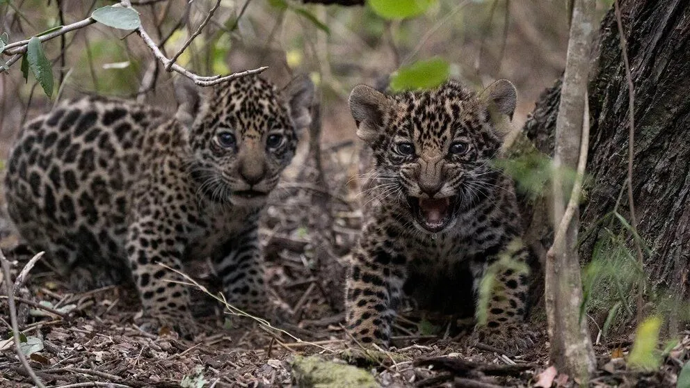 Volver a casa: la yaguareté Mbareté fue liberada junto con sus cachorros en el Iberá