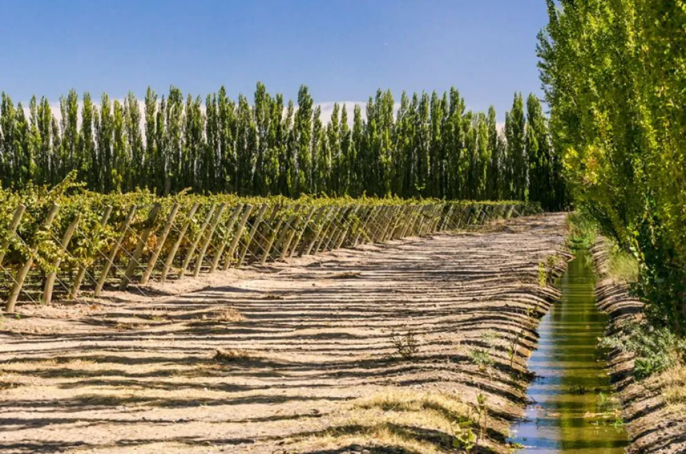 Vitivinicultura: se perdió casi la mitad de la producción de vinos en la región