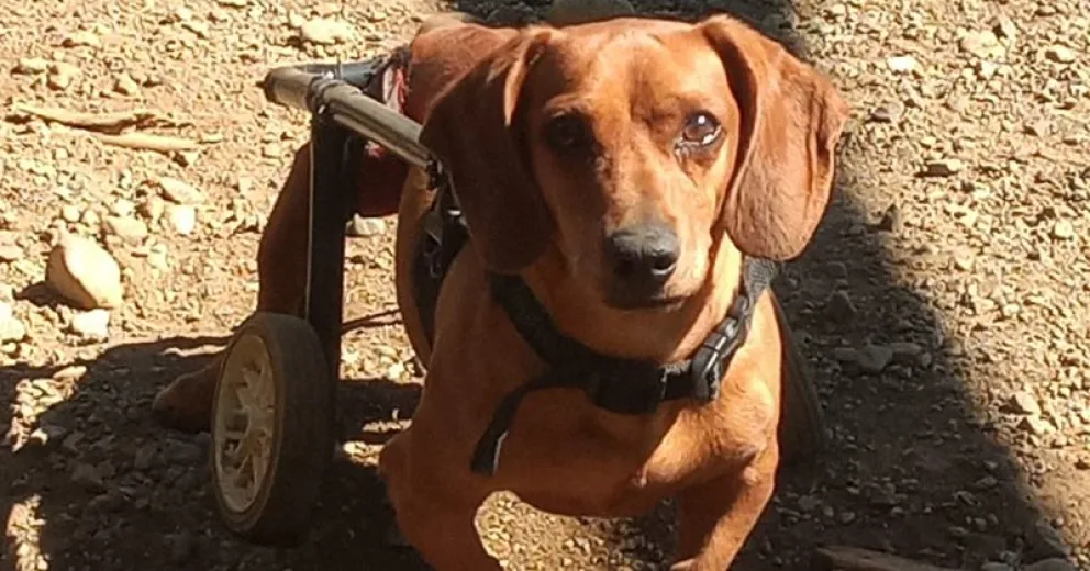 Encuentro de perros salchicha con fines solidarios
