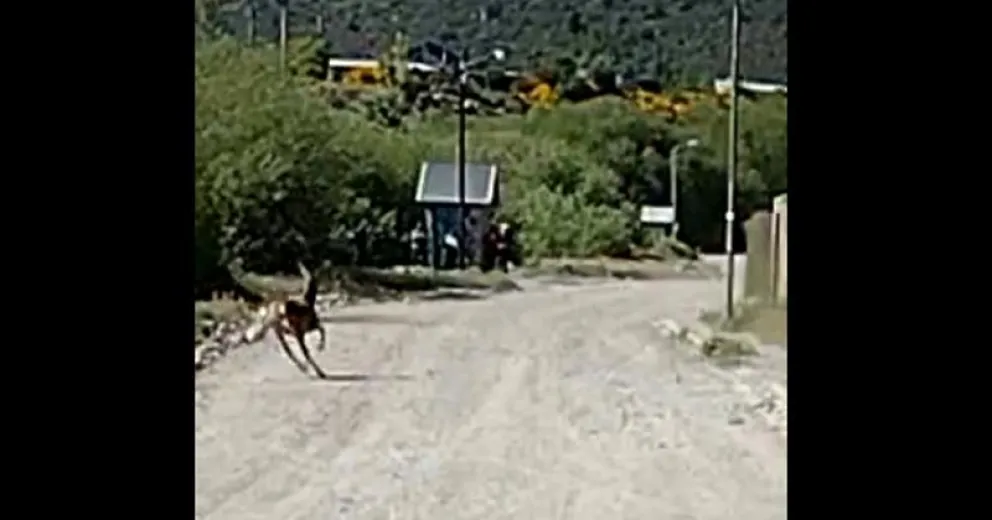 Una ciervita sorprendió a los vecinos del barrio 150 Viviendas en Bariloche