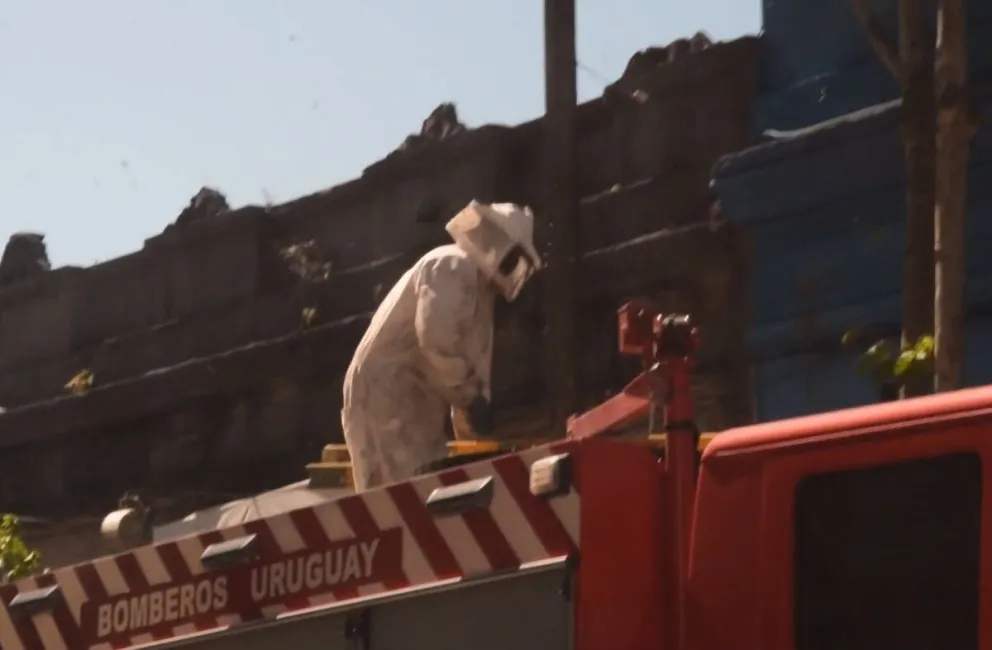 Uruguay: un enjambre de abejas atacó a 32 personas y ocho nenes fueron hospitalizados
