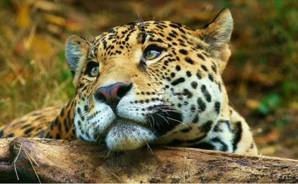 Día Mundial del Yaguareté: la importancia de la conservación del felino más grande de América