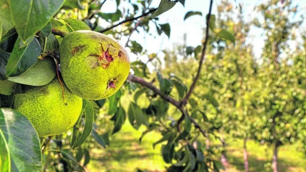 Destinarán $210 millones a productores afectados por heladas y granizo