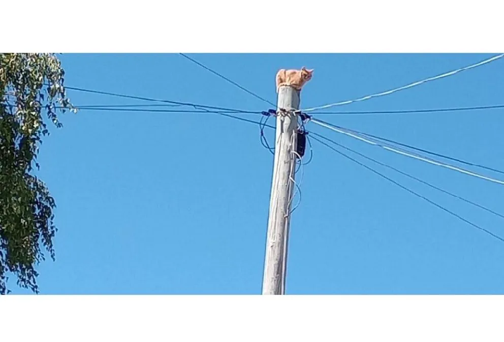 Exitoso rescate de un gatito que estuvo varias horas en lo alto de un poste