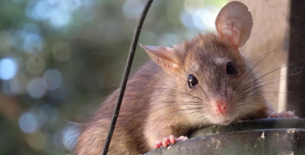 Insólito: desaparecieron 500 kilos de marihuana y la policía culpó a una invasión de ratas