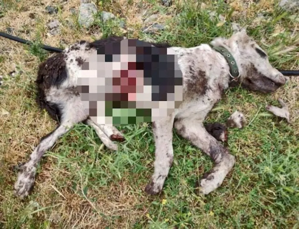 De terror: un vecino agredió a otro a golpes y luego mató a sus perros con una espada japonesa