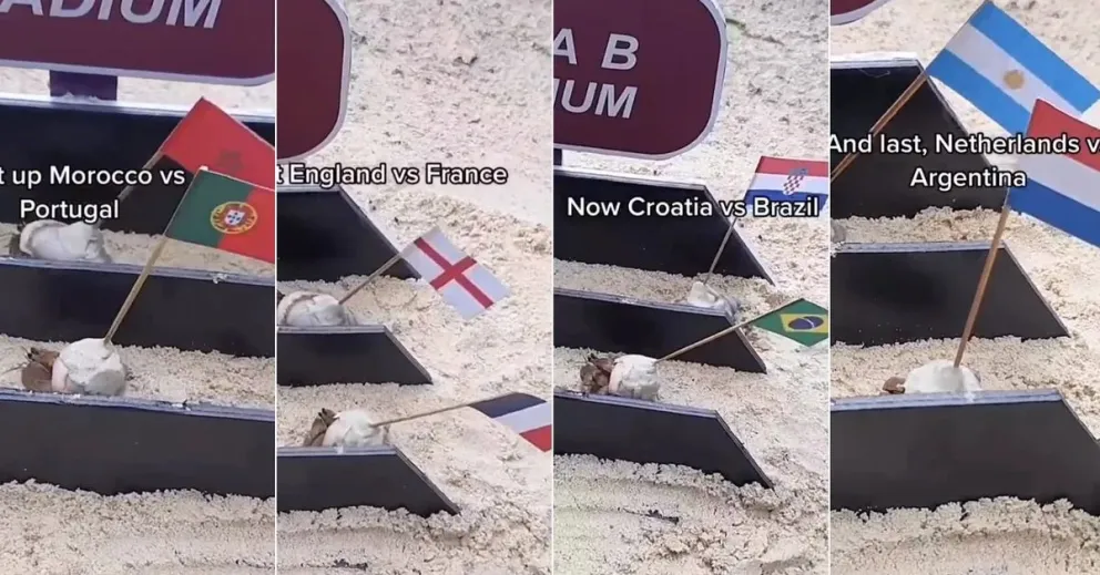 Locura mundialista: una carrera de cangrejos predijo cómo quedan los cuartos de final del Mundial de Qatar 2022