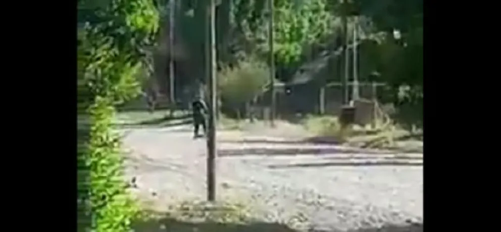 Un hombre en estado de ebriedad mató a golpes contra el piso a una perrita de 11 meses