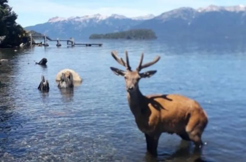 Sorpresa en la desembocadura del Correntoso por la aparición de un ciervo nadando